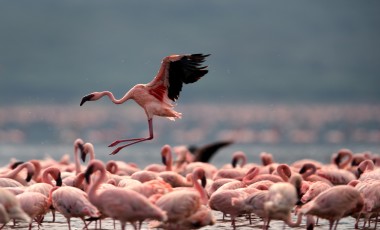 Kenya Travel Guide