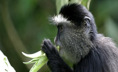 Kenia
