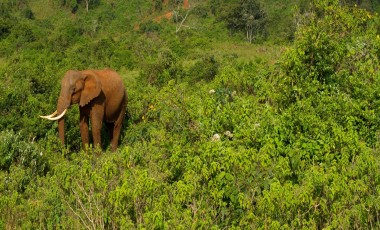 Best Time to Visit Kenya