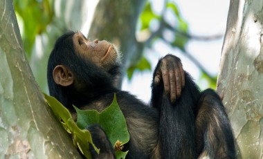 Beste Reisezeit Ruanda