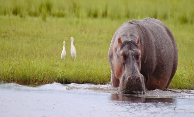 Beste Reisezeit Botswana