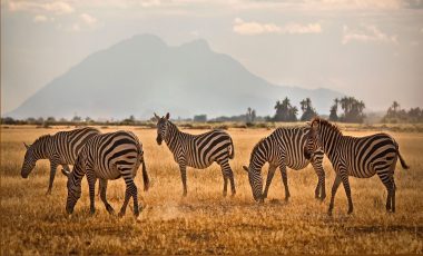 Best Time to Visit Kenya