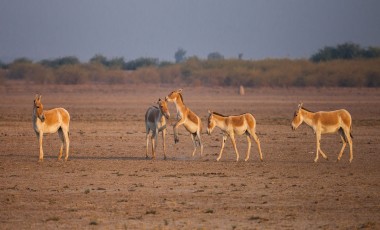 Central & West India