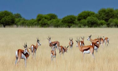 Beste Reisezeit Botswana