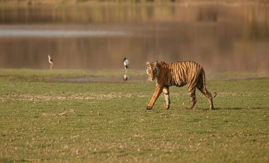 North India