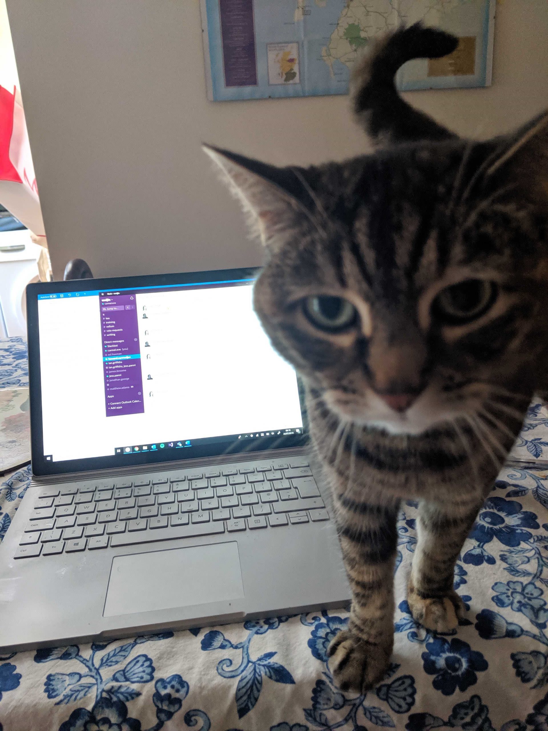 Photo of cat on table with laptop.