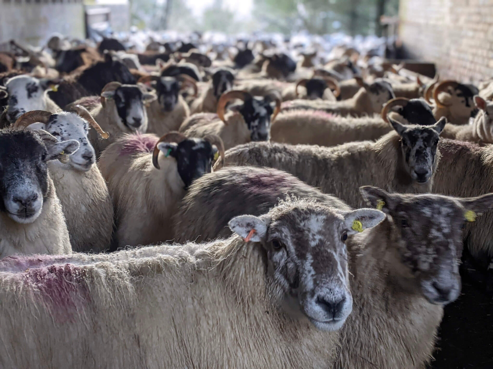 Over 300 pregnant sheep waiting to be scanned.