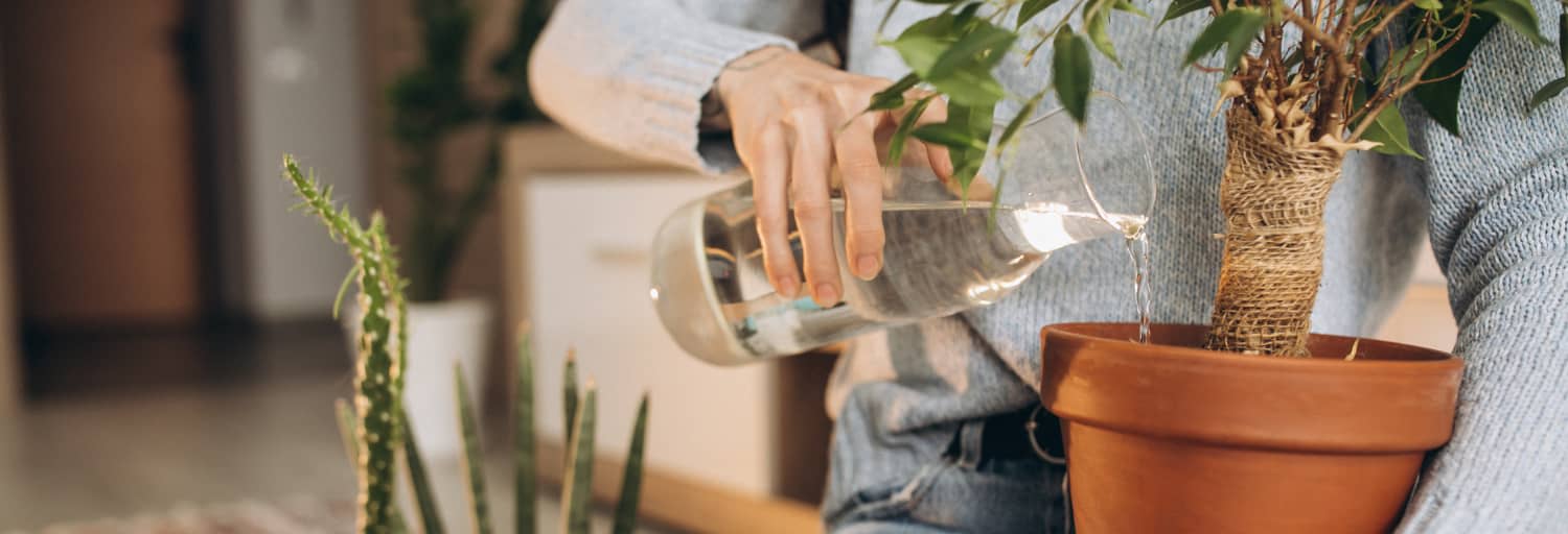 femme qui arrose une plante au bureau