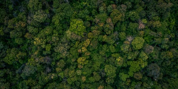 Poumons de la planète : comprendre le rôle crucial des forêts dans l'équilibre climatique