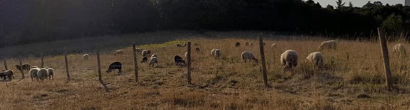 Sors tes Moutons