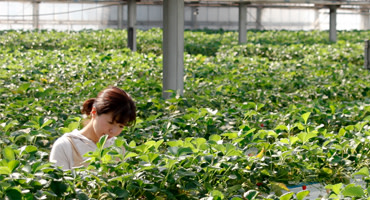 greenhouse-farming-industry-waste-heat-recovery