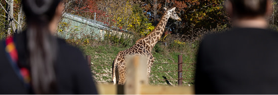 A giraffe in a zoo being observed by humans