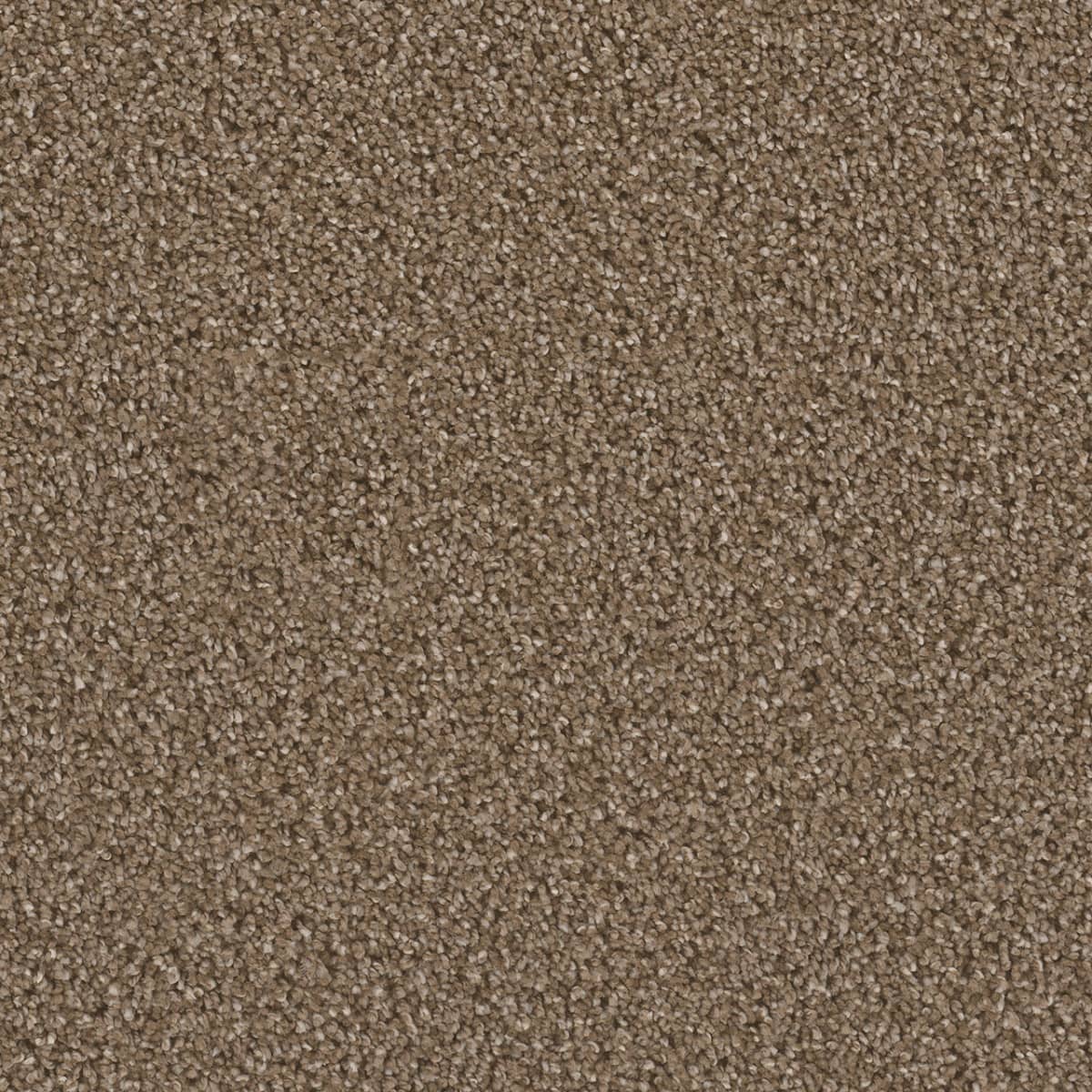 DreamWeaver Cant Miss — Peppercorn carpet swatch