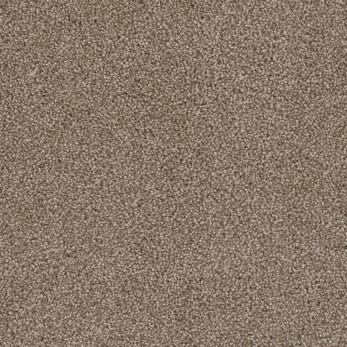 DreamWeaver Cedar Creek — Buff carpet swatch