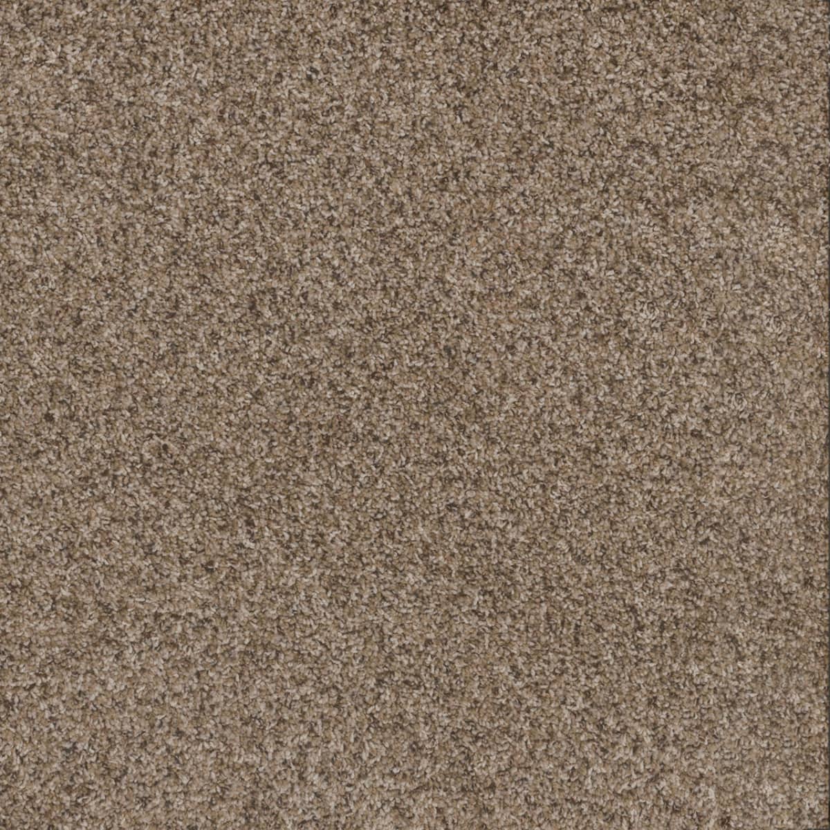 DreamWeaver Toast Of The Town — Briarwood carpet swatch