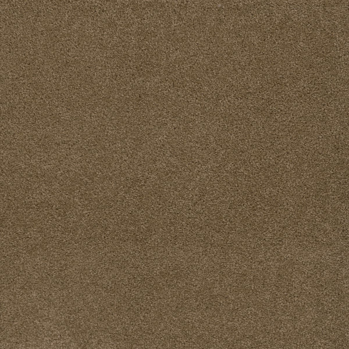 DreamWeaver SP250 Honey Beige carpet color detail