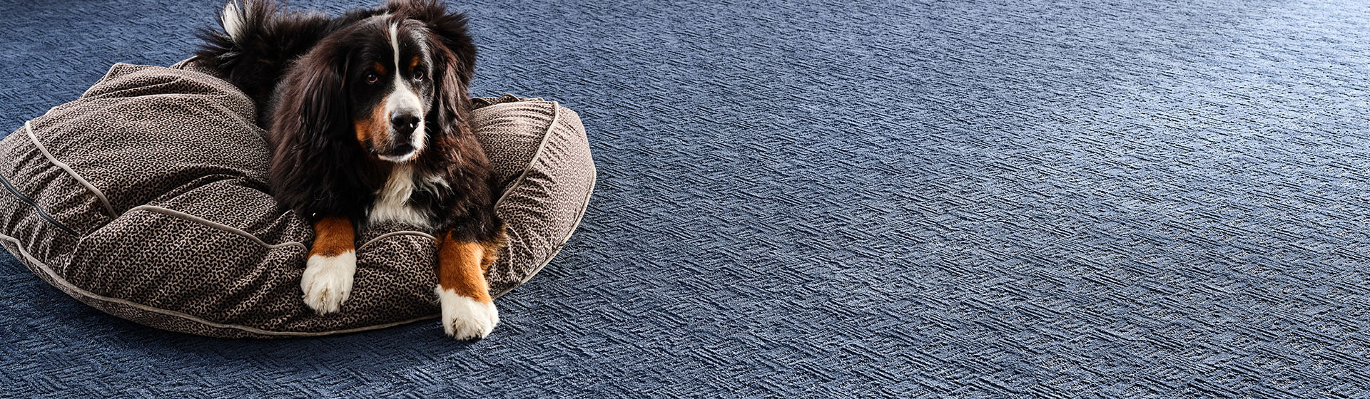 Dog resting on Monarch carpet in Royal (590), durable pet-friendly flooring with PureColor technology