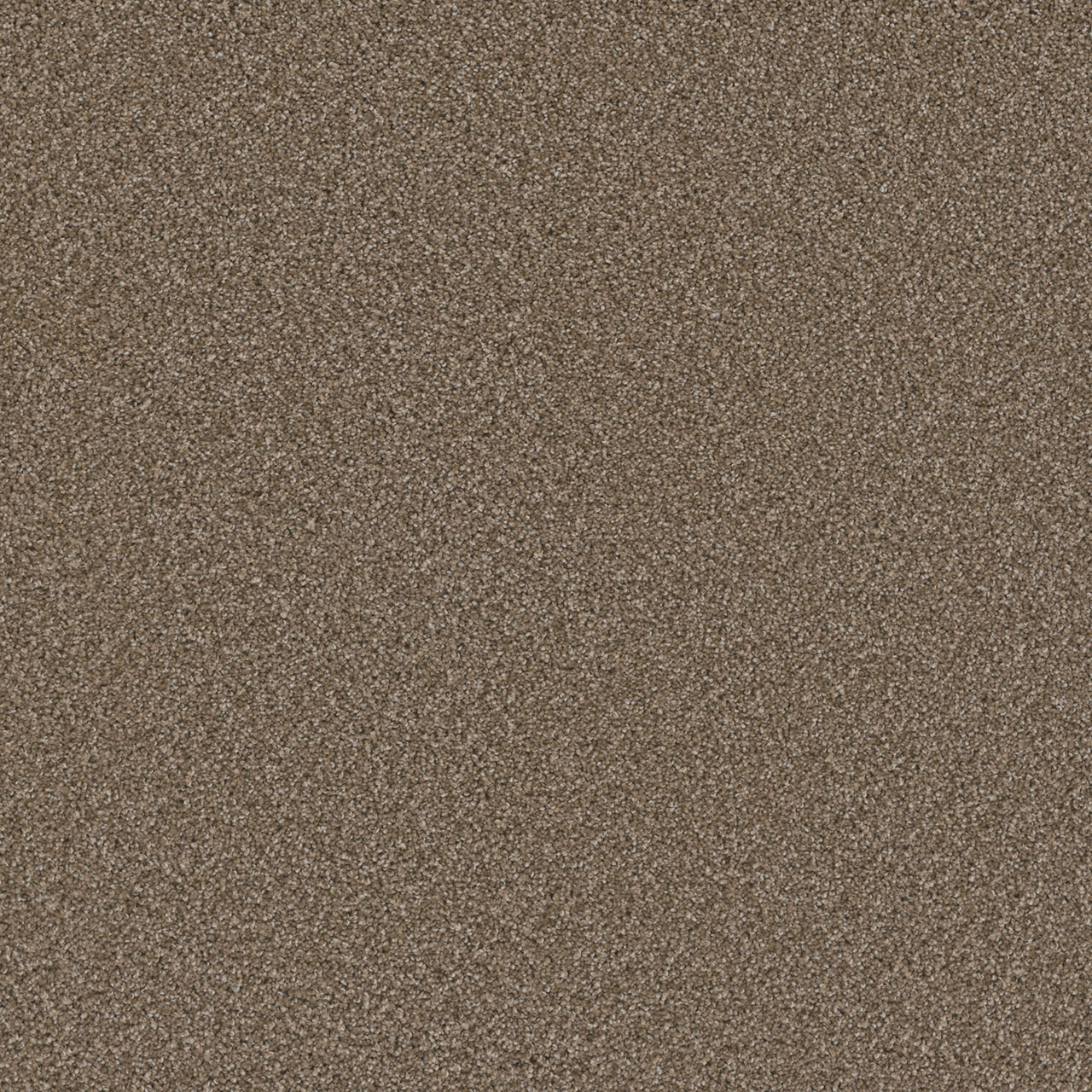 COSMOPOLITAN II — Acorn