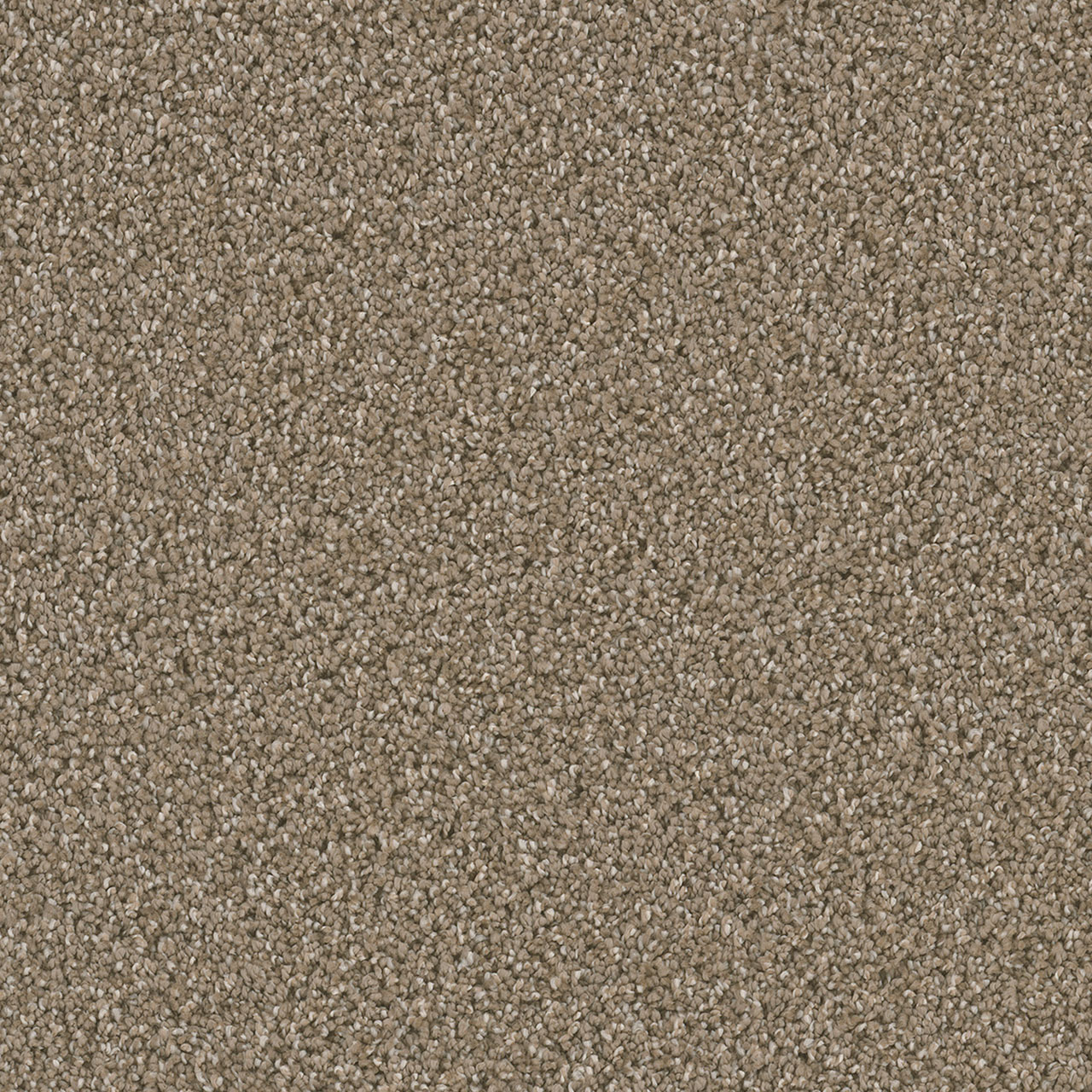DAZZLING — Acorn