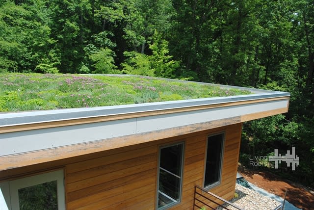 What Is a Living Roof?
