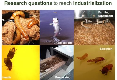 Are Insects the Key to Feeding 10 Billion People?