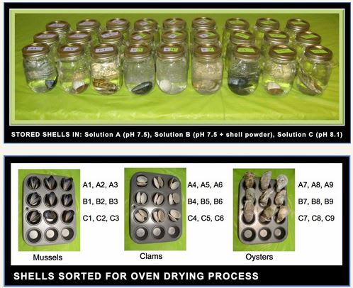 Ocean Acidification Combatted by Canadian Google Science Fair Finalist