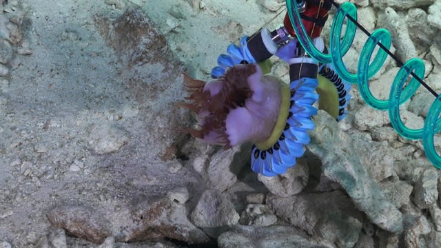DIY Robot Grippers Help Study Deep-Sea Organisms