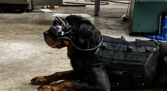 Augmented Reality Goggles for Military Working Dogs Could Transform Rescue Operations