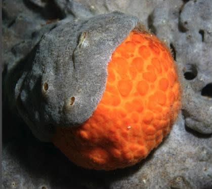 How Sea Sponges Can Help Structures Resist Buckling