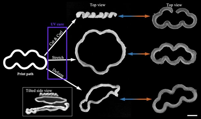 New 3D Printing Technique to Create Soft Shape-Shifting Materials