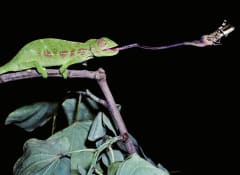 Gripper Modelled on a Chameleon's Tongue - Engineering.com
