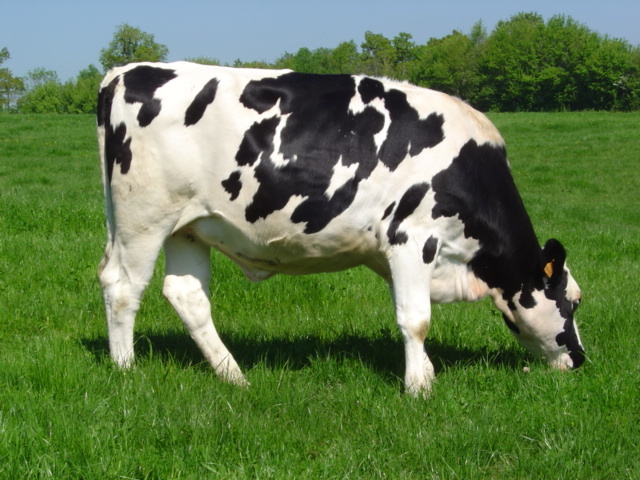 Holstein_heifer_tnxxc6.jpg