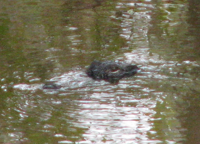 Alligator_Closeup_scvlnj.jpg