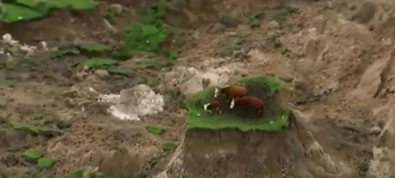 Cows2_tfvw7n.jpg