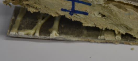 48796_paecux.jpg