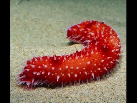 SeaQ_o4uitg.jpg