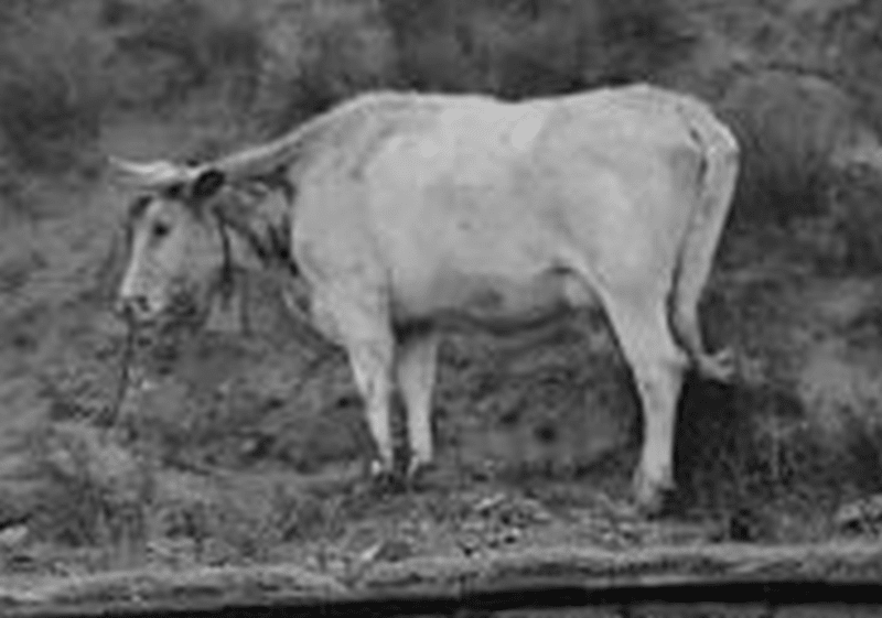 cow2_dro0jm.png