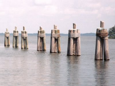 Dolphins-400_apmgne.jpg