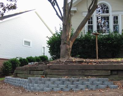 Tree_lmr53a.jpg
