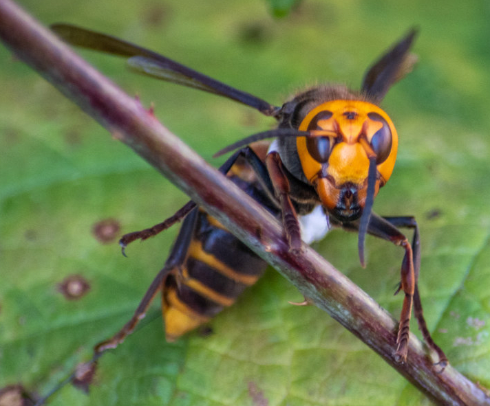 murder_hornet_j0aexq.png