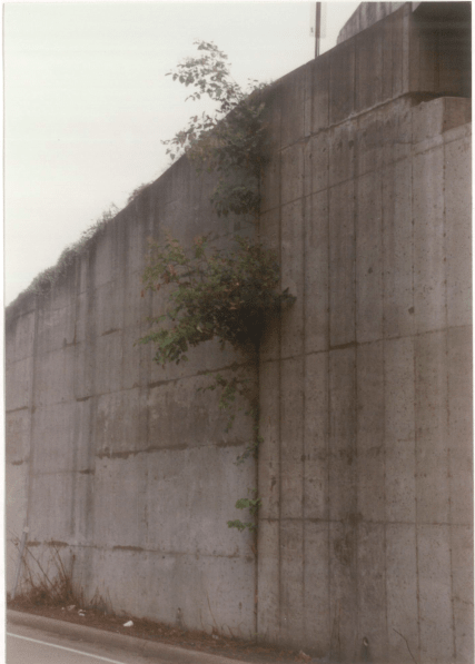 tree_e5mjc5.png
