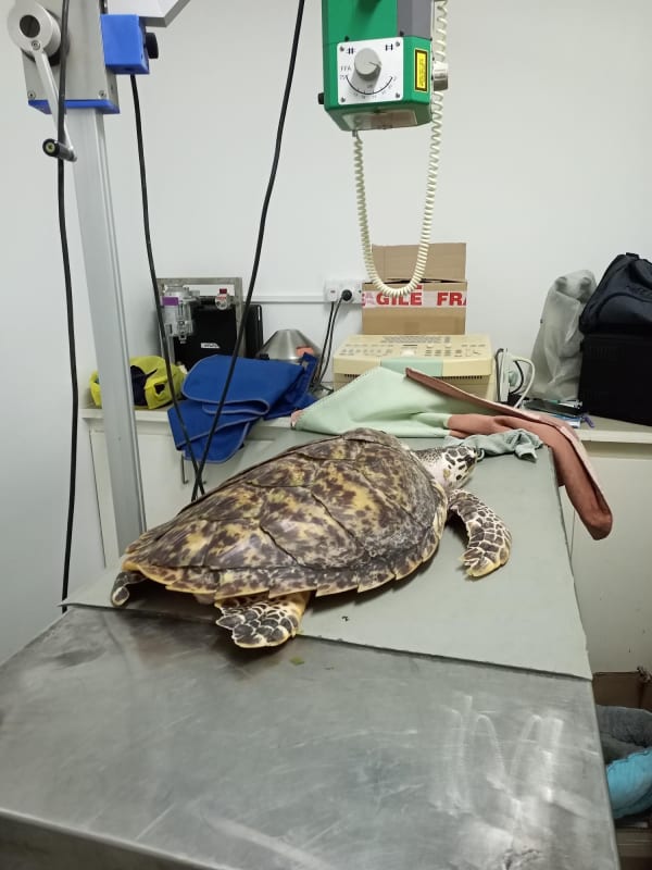 Turtle_ray_lim2zk.jpg