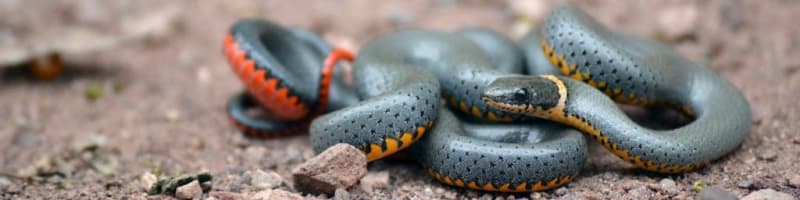 Ringneck_DSC_6579_1920x480-1024x256_xl98z9.jpg