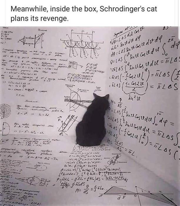 Cat_civ3wj.jpg