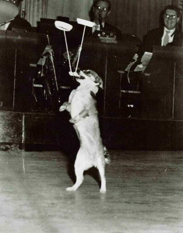 plate-spinning-dog-803x1024_e31yih.jpg