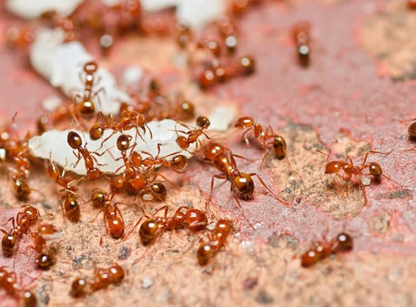 Fire-Ants-Hero-3_2X_1_m4lxyg.jpg