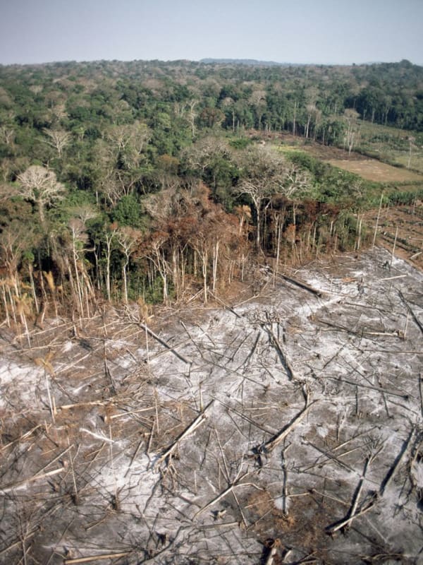 Amazon_Deforestation_Esmeraldas_Province_lzglca.jpg