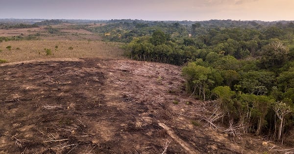 amazon-deforestation_R_wbfb7e.jpg