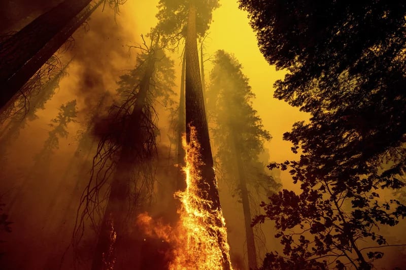 Sequoia_National_Forest_qzepdr.jpg
