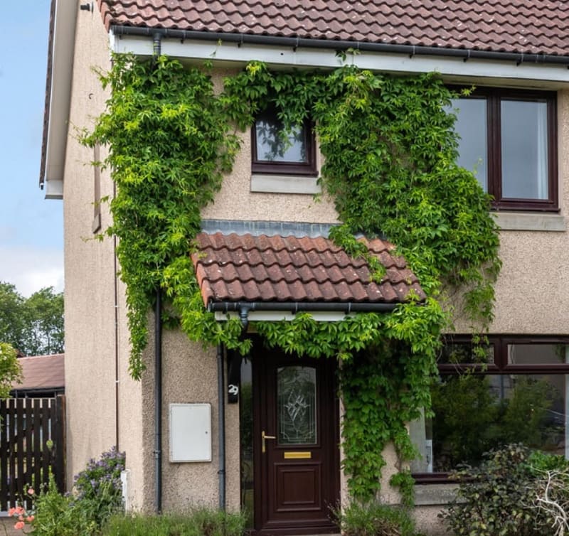 Plant_hjkzjz.jpg